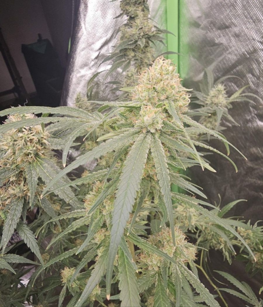nasiona marihuany Amnesia Haze