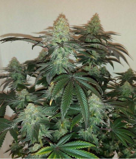 White Widow