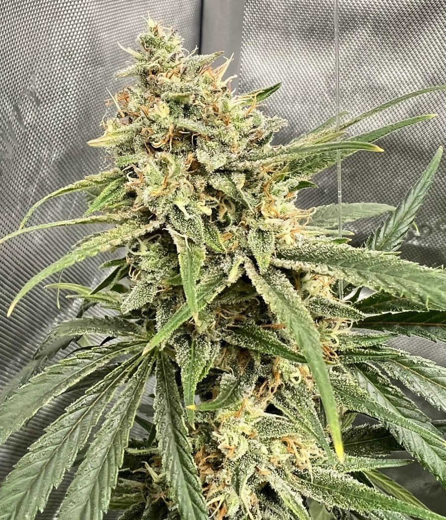 nasiona marihuany Haze THCV