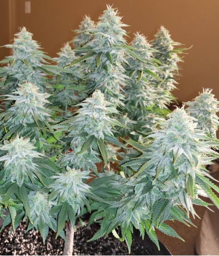 Jack the Ripper