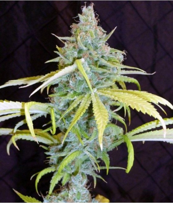nasiona marihuany Power Flower