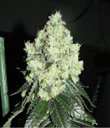 Mother Gorilla