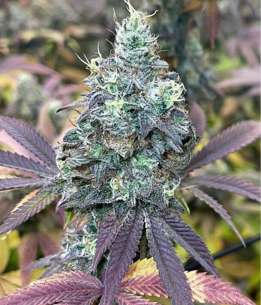 nasiona marihuany BubbleGum Auto odmiana konopi