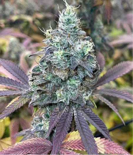 BubbleGum Auto