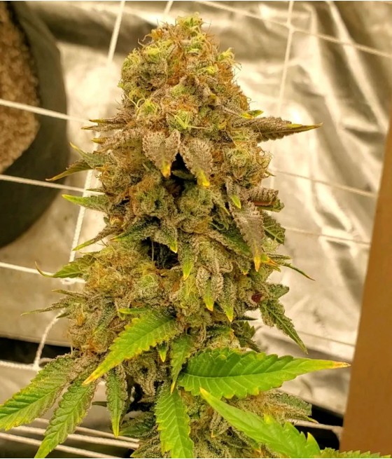 nasiona marihuany Acapulco Gold