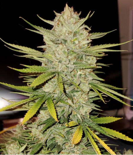 Strawberry Banana