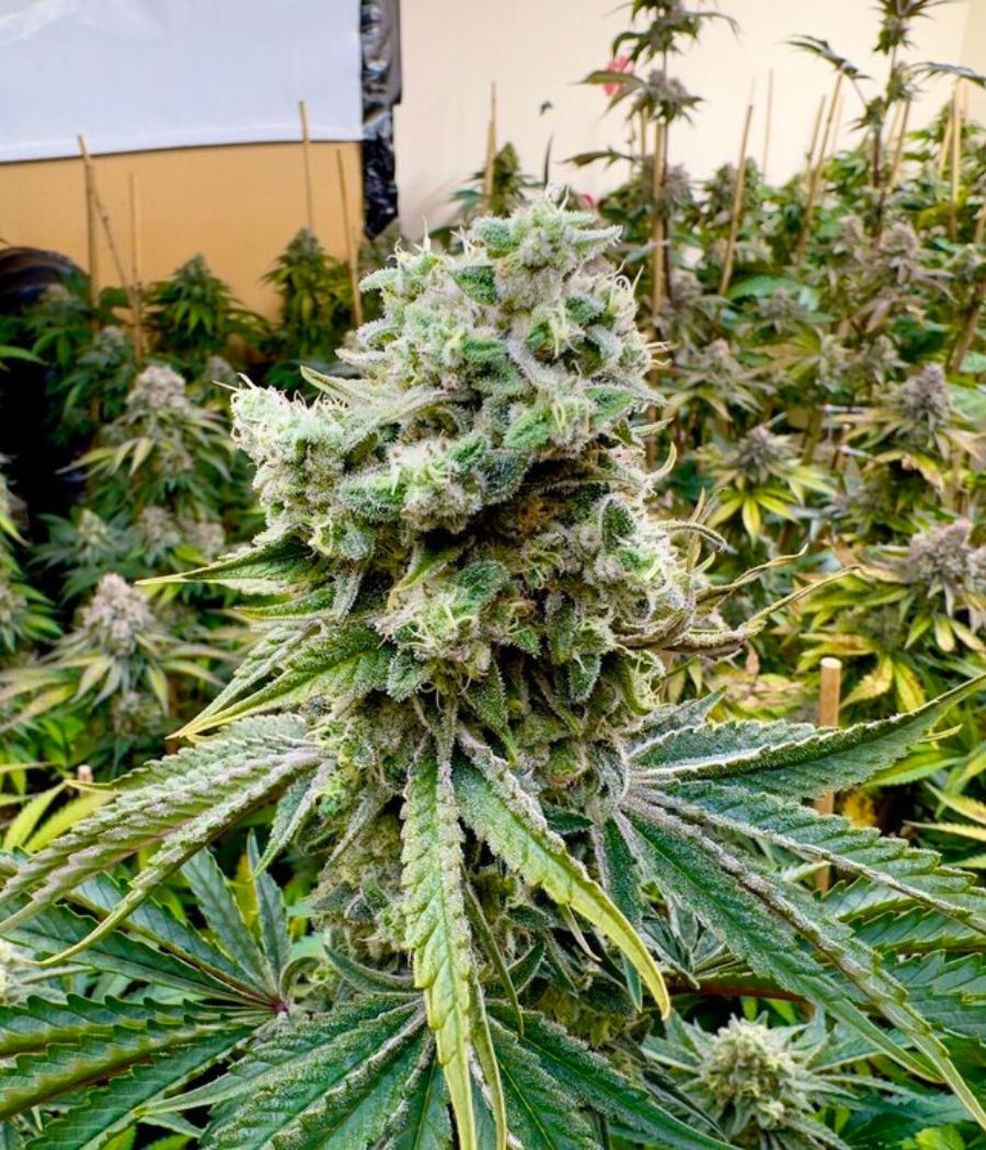 nasiona marihuany White Tahoe Cookies