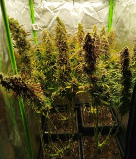 Godfather OG