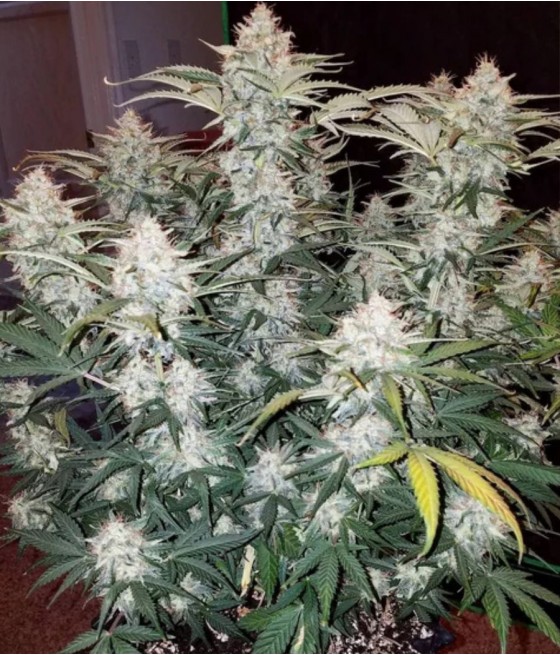 nasiona marihuany Cream Caramel Fast Version