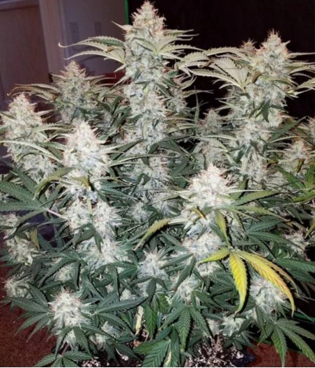 Cream Caramel Fast Version