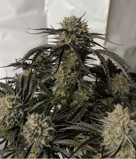 Black Jack Fast Version