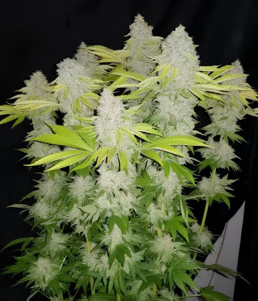 nasiona marihuany Remo Chemo