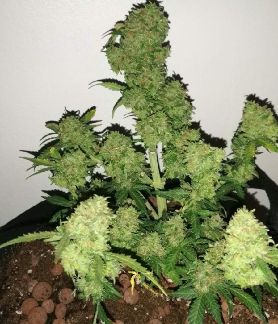 nasiona marihuany night queen