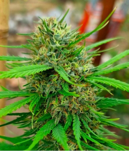 Sweet Cheese F1 Fast