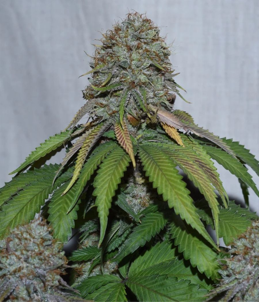 nasiona marihuany Mango Sapphire