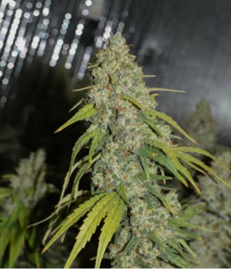 AK Skunk Auto