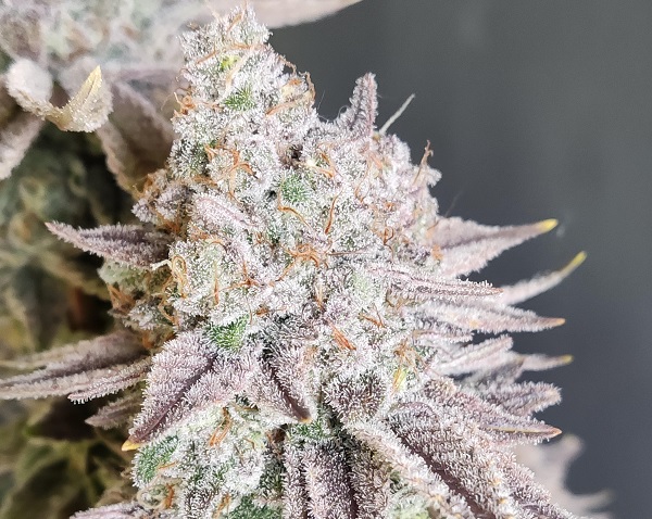 automaty indoor