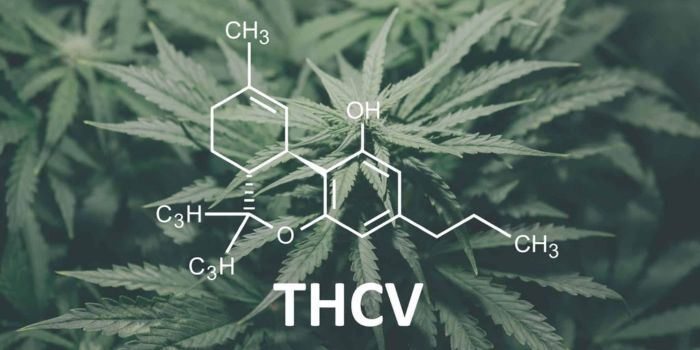 thcv