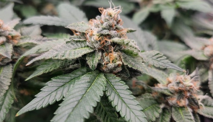 Caramel King Auto