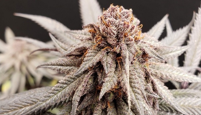 Bruce Banner Auto