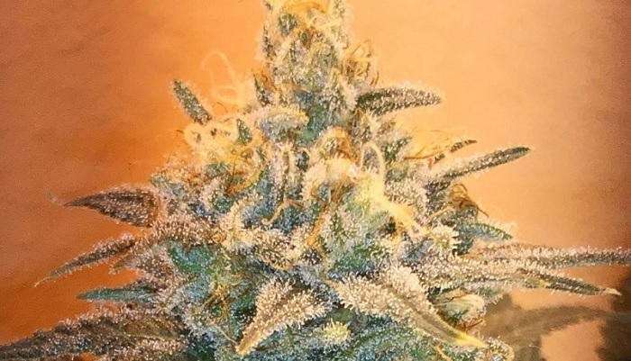 Watermelon Auto