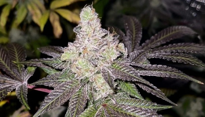 blueberry auto