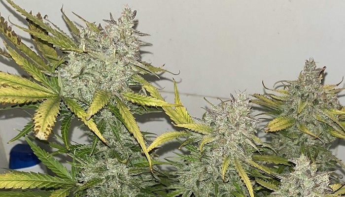 Zkittlez Auto
