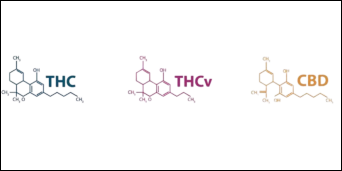 thcv