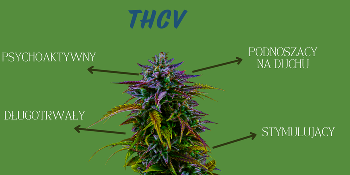 thcv