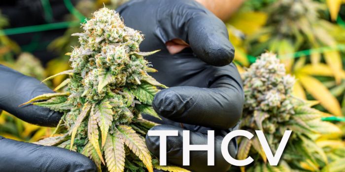 thcv
