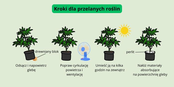 przelane rośliny marihuany