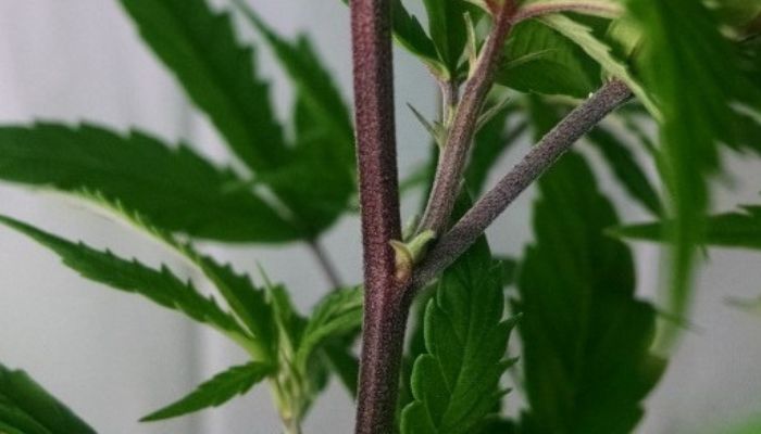 Fioletowe i czerwone łodygi w uprawie marihuany