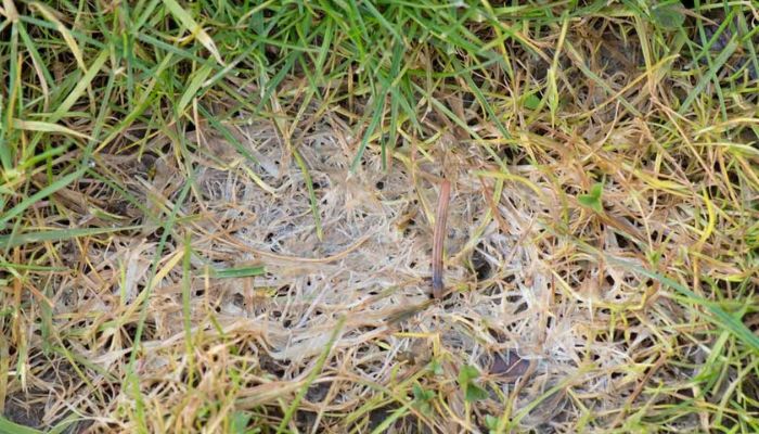 Fusarium
