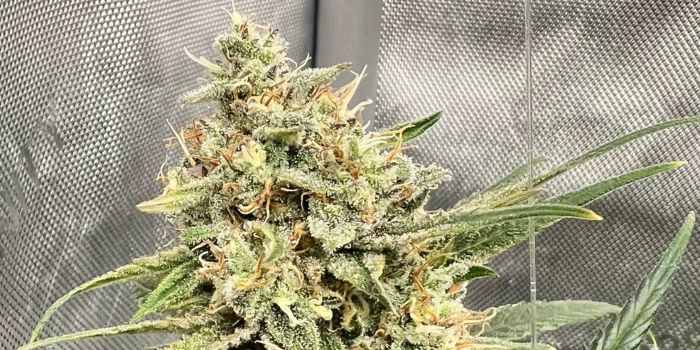 Haze THCV