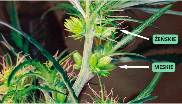 hermafrodyta marihuany