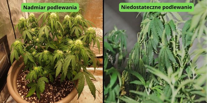 podlewanie roślin marihuany