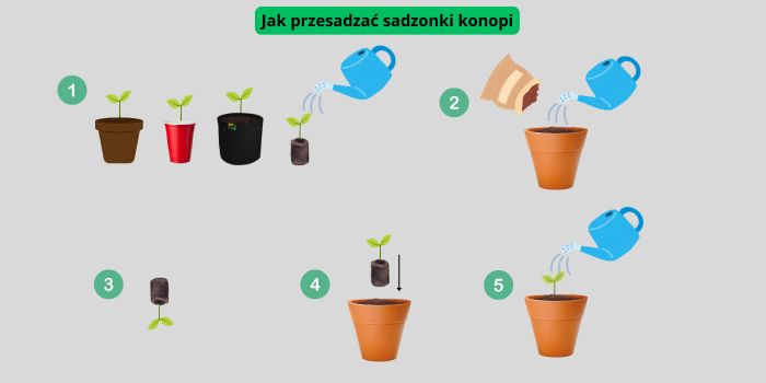 przesadzanie siewek marihuany