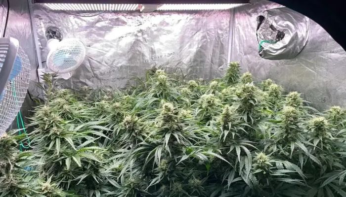 konopie w growboxie