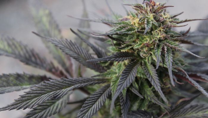odmiany sativa