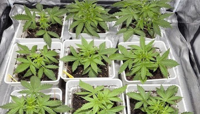 uprawa konopi w growboxie