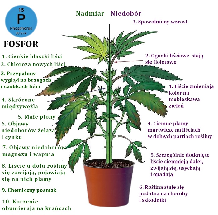 niedobór i nadmiar fosforu marihuany