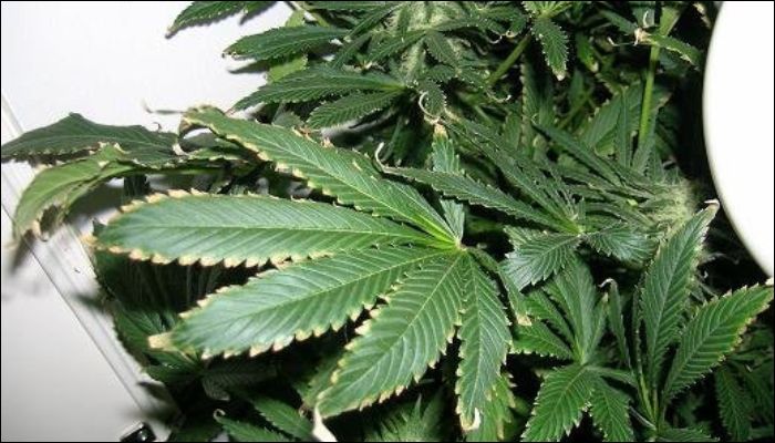 nadmiernie nawożona marihuana