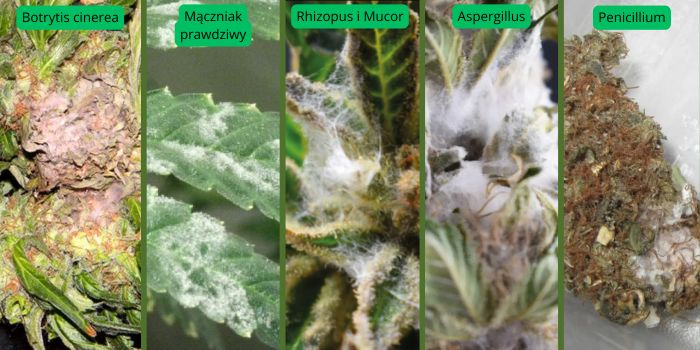 Najczęstsze rodzaje pleśni atakujące marihuanę