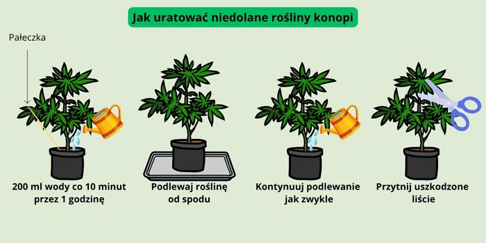 niedostateczne podlewanie roślin marihuany