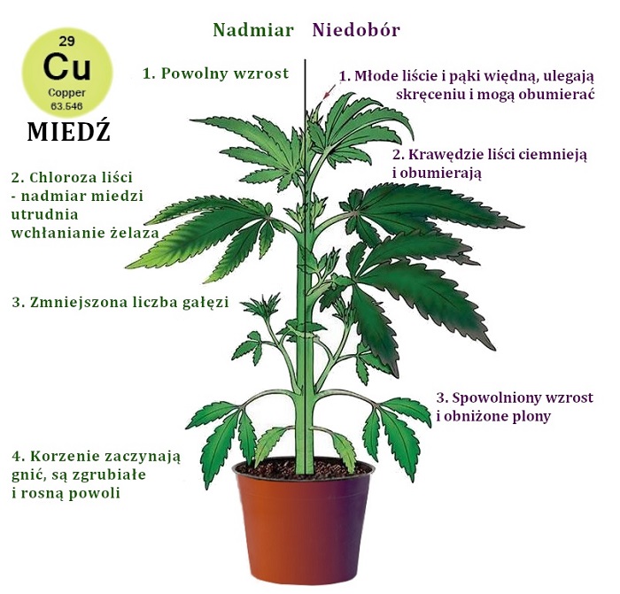 niedobór miedzi i nadmiar u konopi