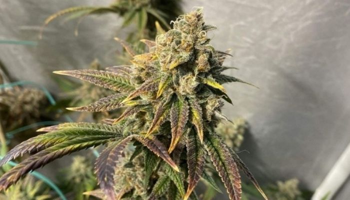 Afghan Kush