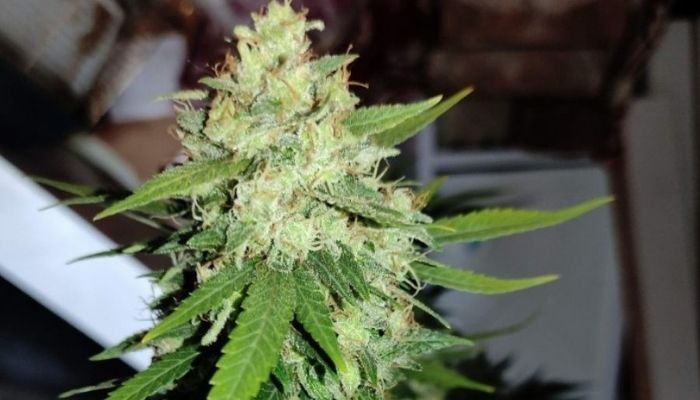 Amnesia Gold