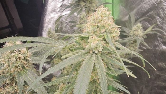 Amnesia Haze