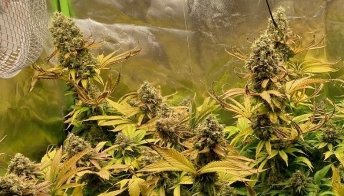 Big Bud
