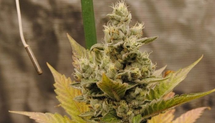 Bruce Banner